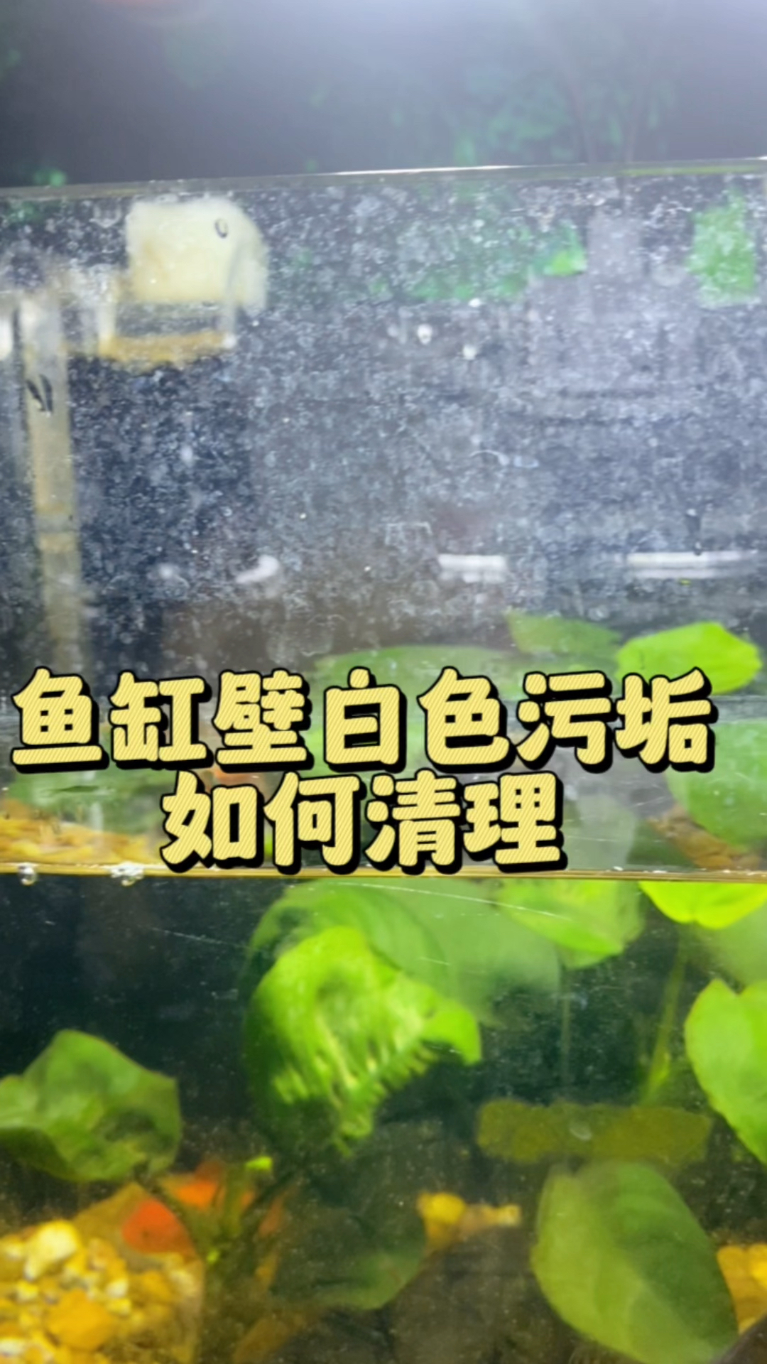 鱼缸壁白色污垢如何清理?#水族#鱼缸#养鱼日记