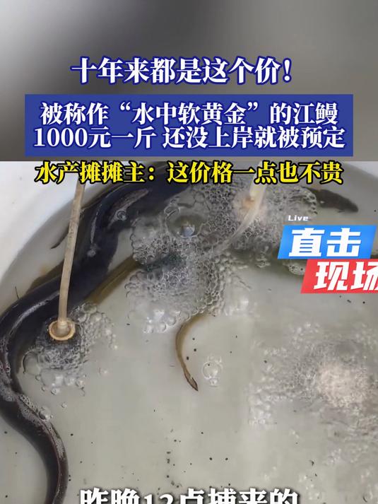被称作“水中软黄金”的江鳗,1000元一斤,还没上岸就被预定