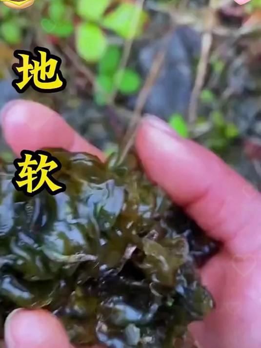 揭秘!这地衣菜竟是大自然的营养宝藏