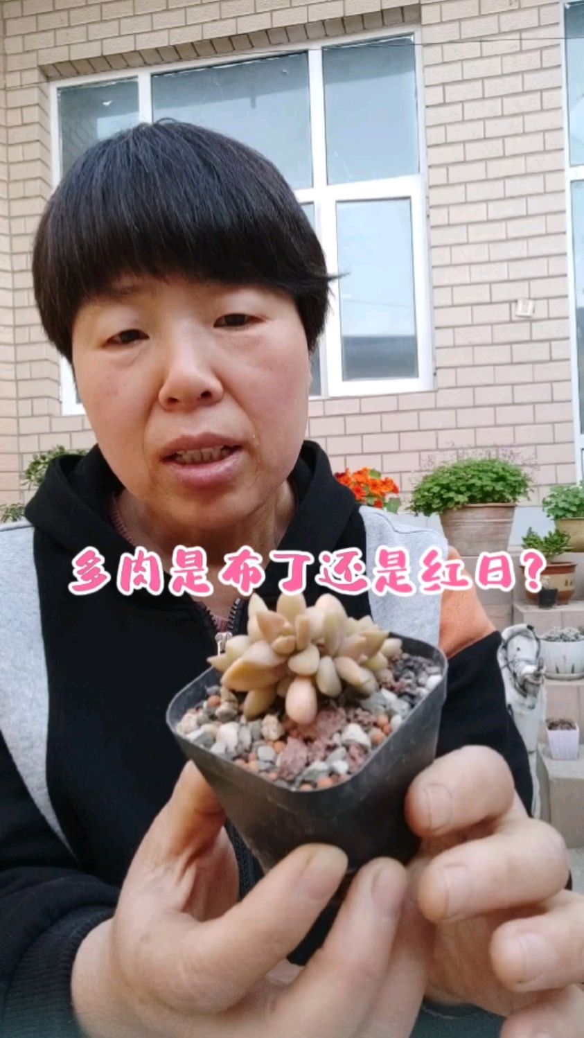 这盆多肉是布丁还是红日?请花友们告诉我