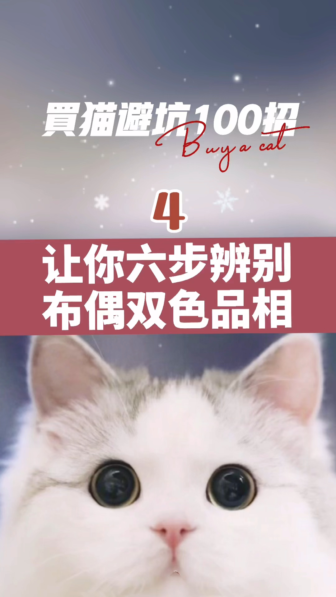 6步学会看布偶猫品相 双色布偶猫的区别和花色