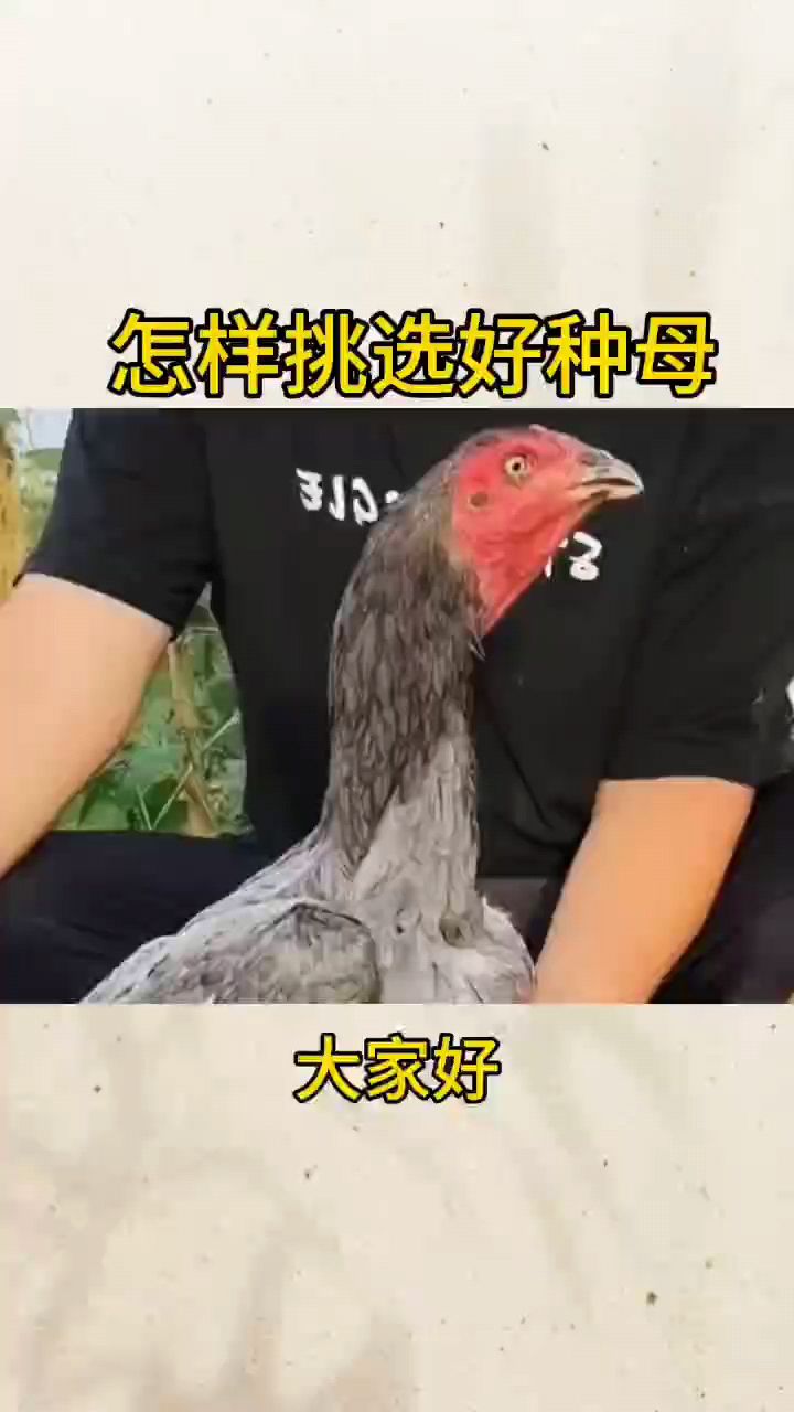 怎样挑选好种母