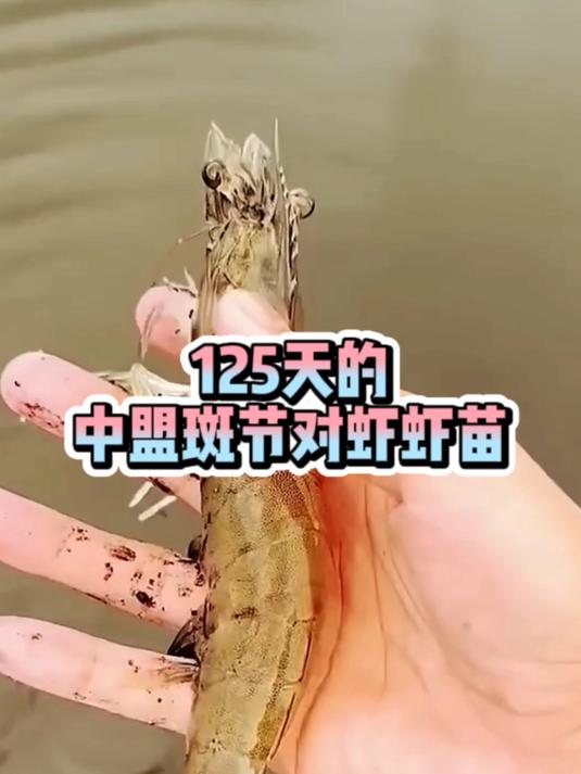 养殖利器!125天的中盟斑节对虾虾苗,实在不错!