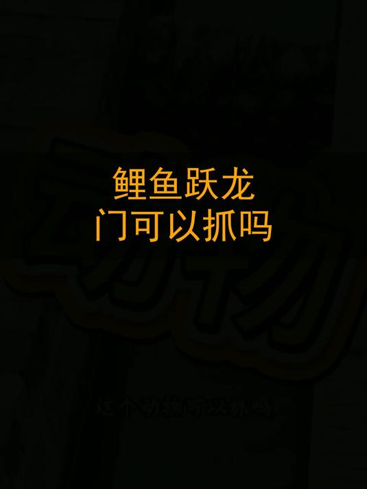 鲤鱼跃龙门可以抓吗？