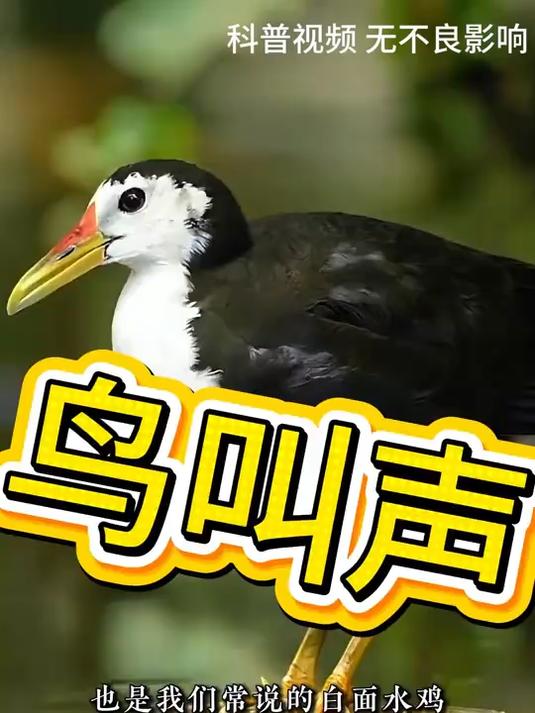 白面水鸡叫声