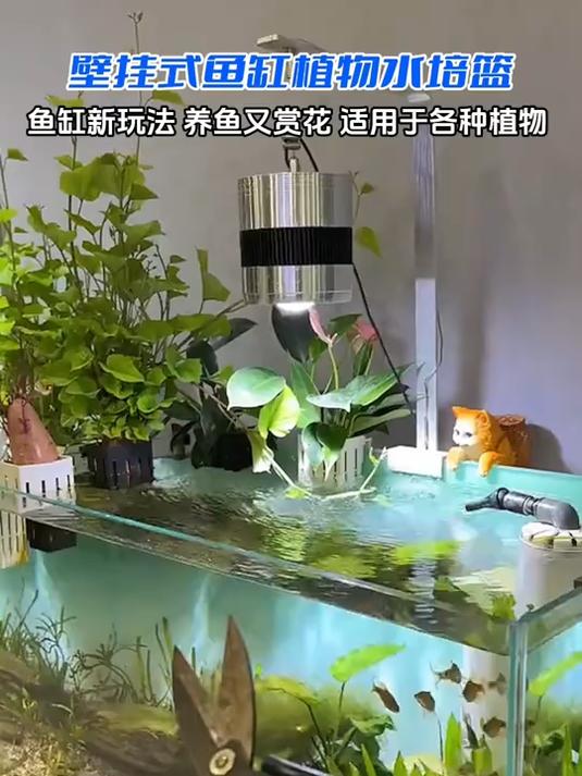 鱼缸水发黄的可以用这个水培篮,种棵植物就好了!养花养鱼两不误