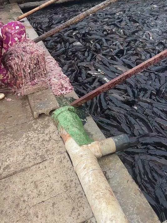巴沙鱼养殖现场!