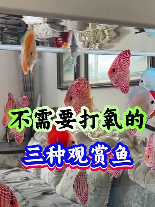 不需要打氧的三种观赏鱼