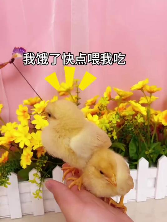 萌宠 小鸡可爱
