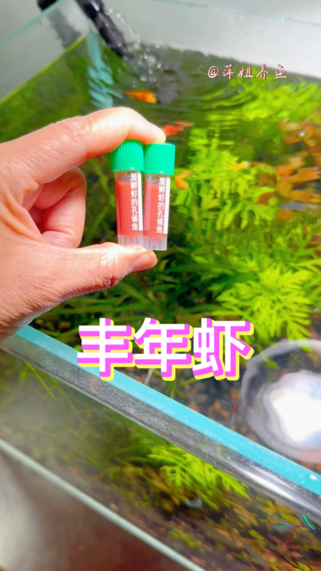 想给你的鱼吃丰盛点吗?#水族 #鱼缸里的大自然 #丰年虾