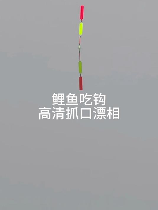 鲤鱼吃钩过程高清漂相