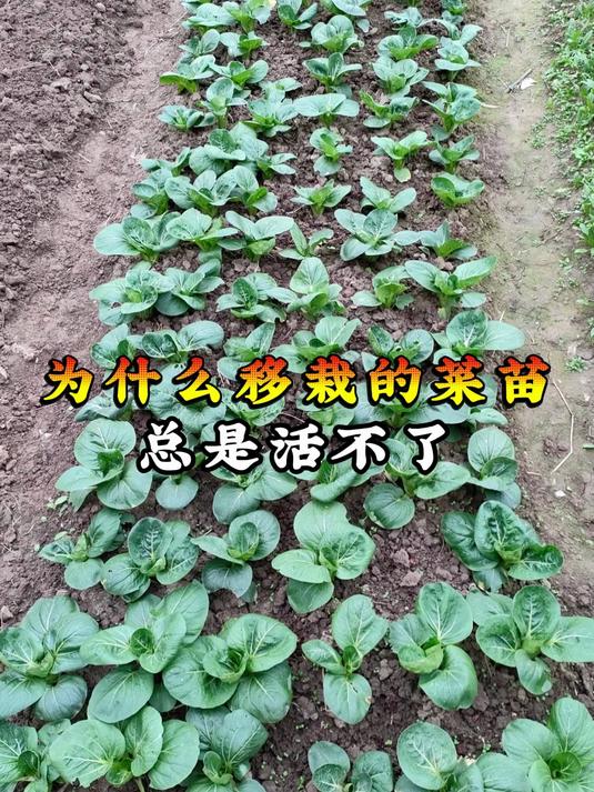 为什么移栽的菜苗,总是活一半死一半