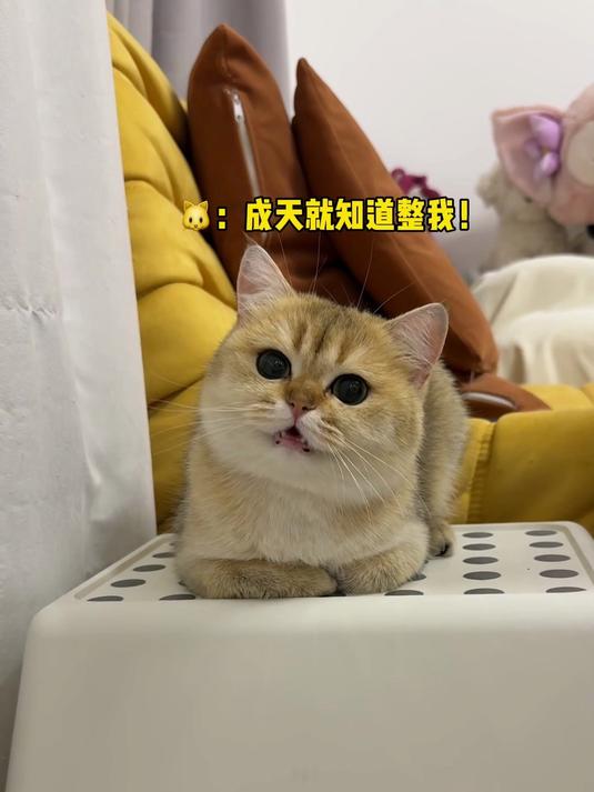 本想用蛋糕做猫粑粑整蛊我家猫咪 没想到结果反被它们整蛊了