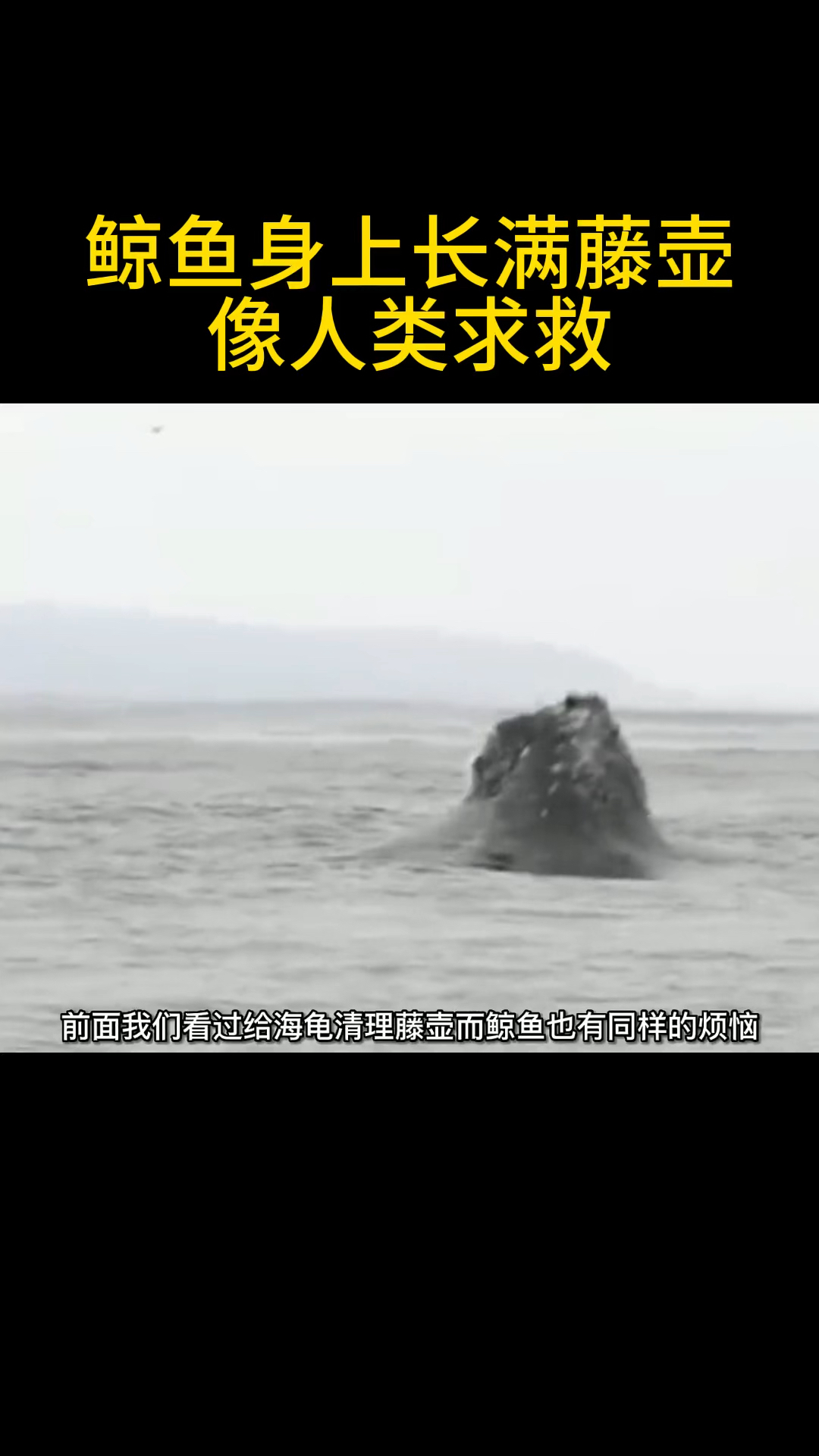 鲸落寓意着什么?