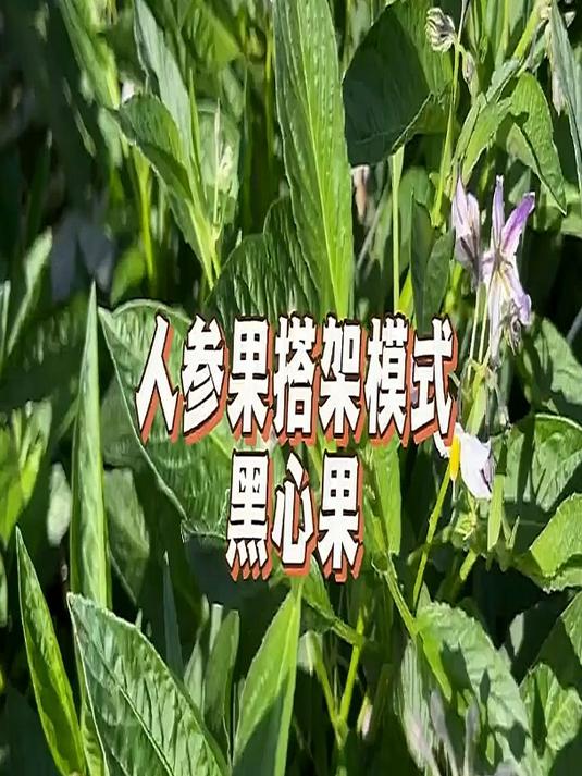人参果 种植技术 黑心果