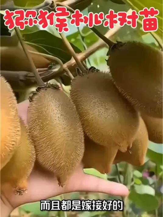 猕猴桃树苗易种植 南北方不挑地 到货即种超方便