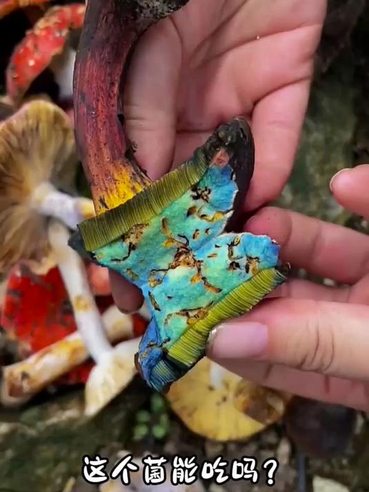 分享24种可食用野生菌,您觉得哪种最好吃呀?