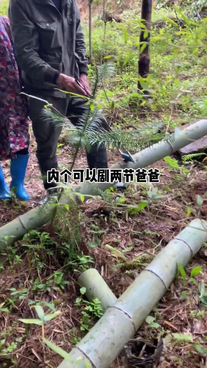 这种做法的竹筒鱼汤面,爸爸干了五大碗～~