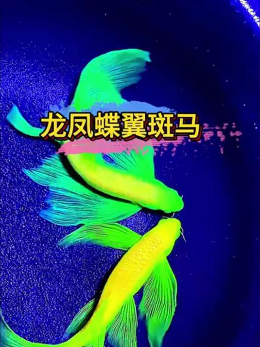 水中贵族!长鳍蝶翼斑马鱼,大帆超美超迷人