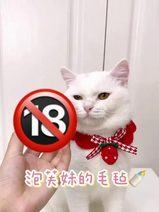 泡芙妹再也不用羡慕别的小猫咪有毛毡咯 爸爸也给她安排了