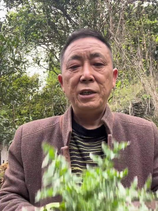 花叶滇苦菜，你们知道有什么作用