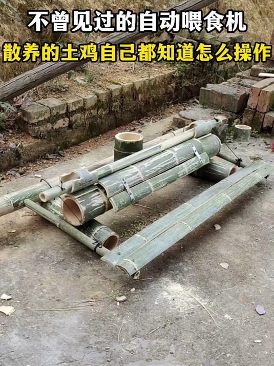 不曾见过的自动喂食机,散养的土鸡自己都知道怎么操作