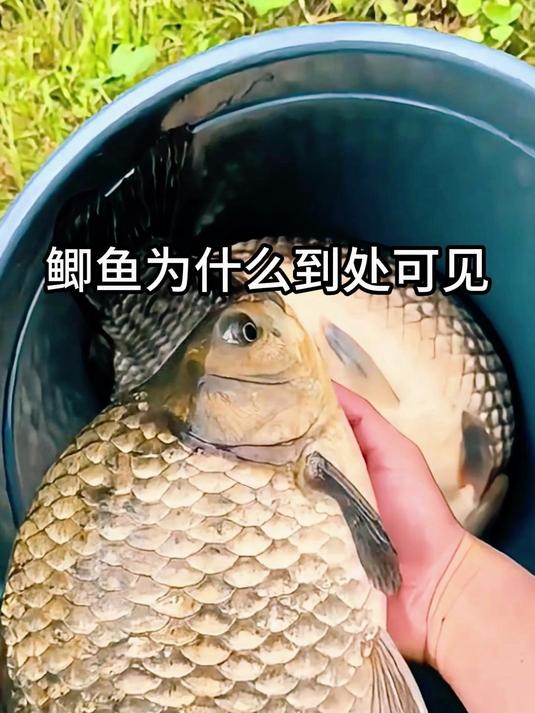 鲫鱼为什么到处可见