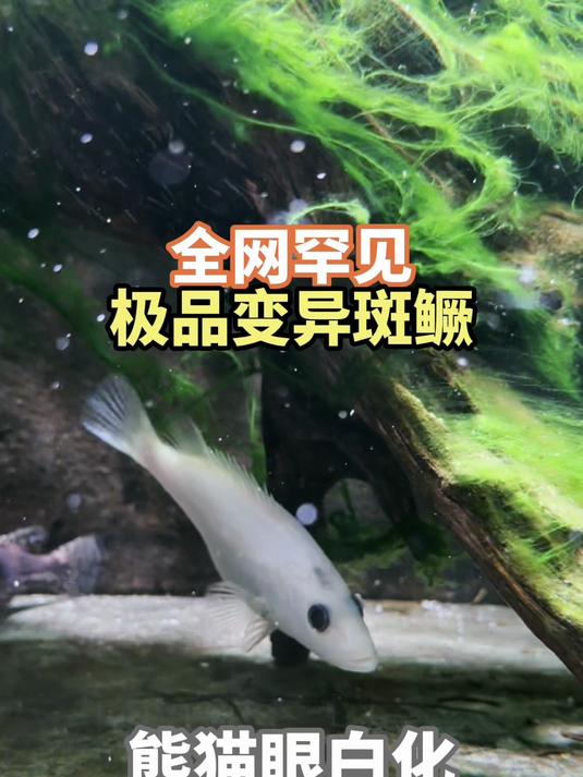 全网首条白化熊猫眼变异斑鳜，状态超预期，简直太漂亮了！