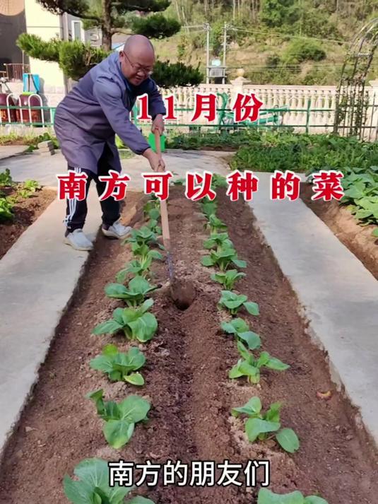 11月份南方可以种的菜