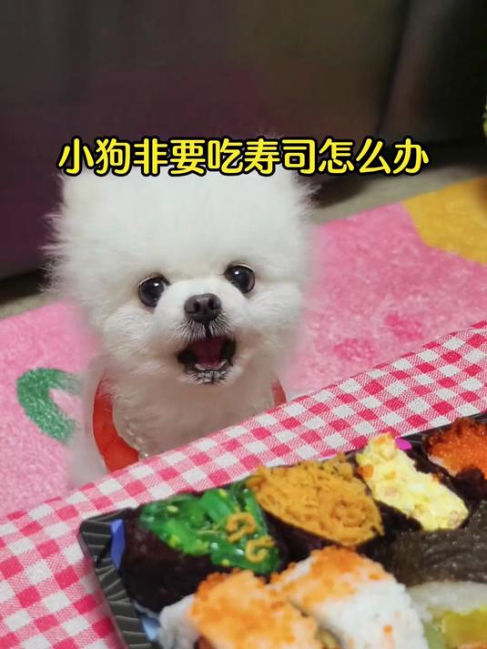 狗界欺骗餐，一招实现小狗的鱼籽寿司自由！