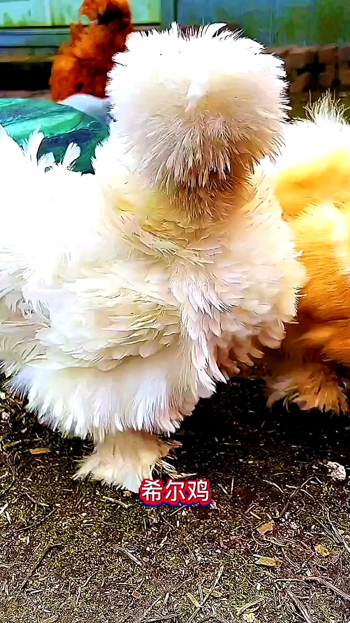 希尔鸡它被称为世界上最美的鸡之一