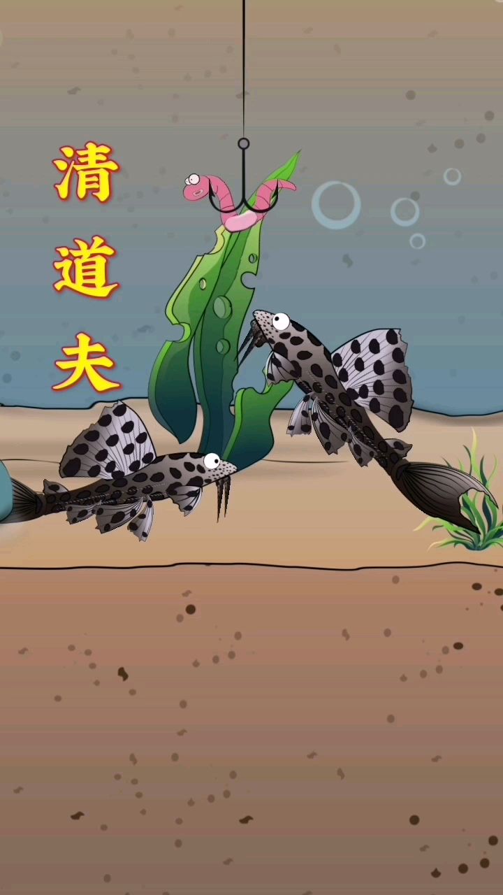你知道吗,清道夫是会吃鱼卵的!