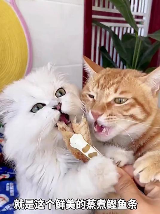 有了这个鲜美的蒸煮鲣鱼条,谁还给猫买营养品呀快