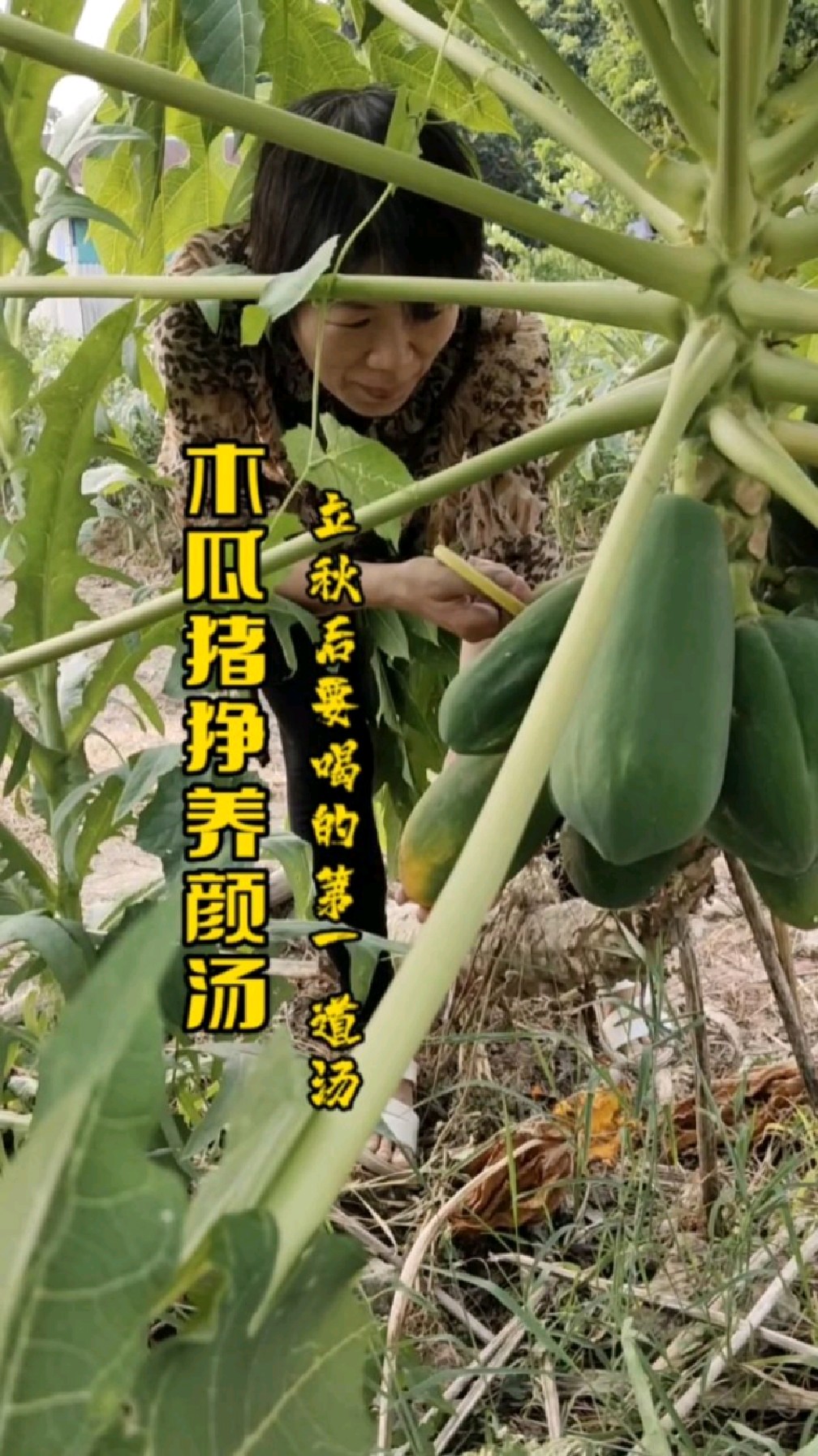 秋天喝的第一道汤,爱她就给她煲木瓜猪狰汤,丰胸美容养颜,秋燥季节清润汤品