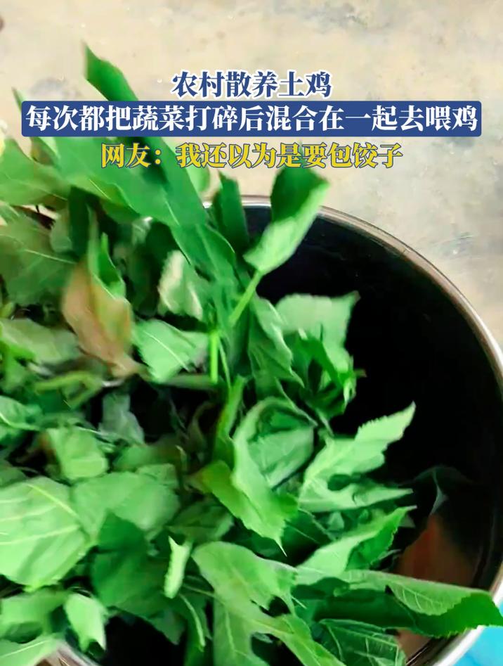 农村散养土鸡，每次都把蔬菜打碎后混合在一起去喂鸡