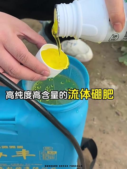 油菜硼肥追到位 花芽分化优 产量轻松往上飙
