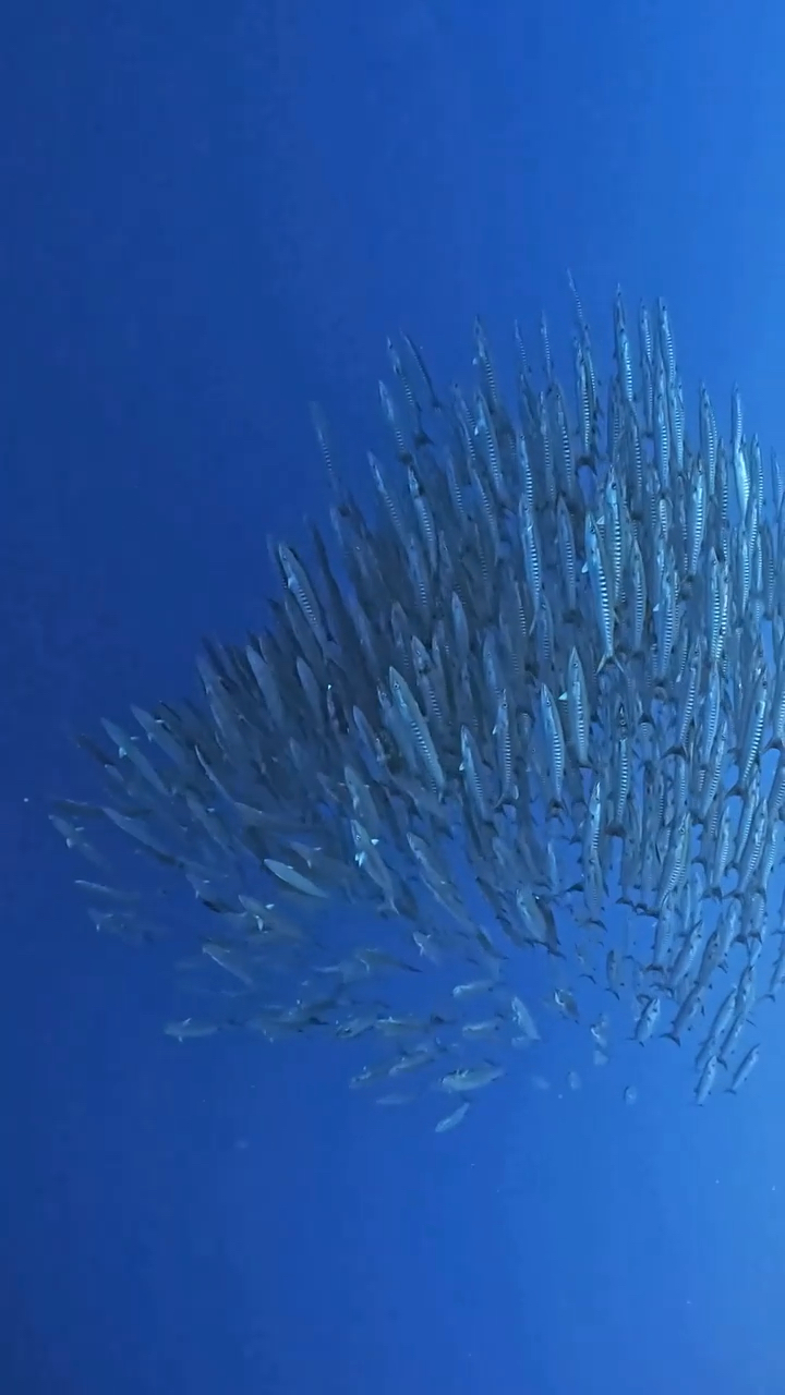 摄影师偶遇大海中的鱼群,给人带来了强烈的视觉冲击