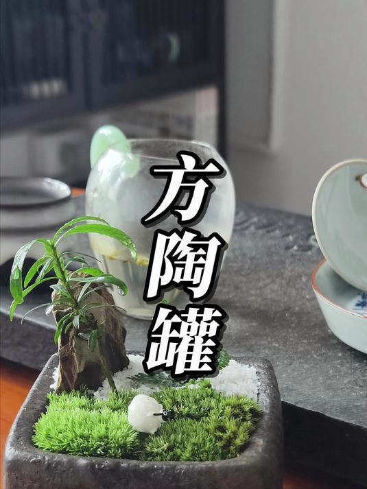 朋友茶室的小陶罐,种点苔藓微景观倒是蛮搭的