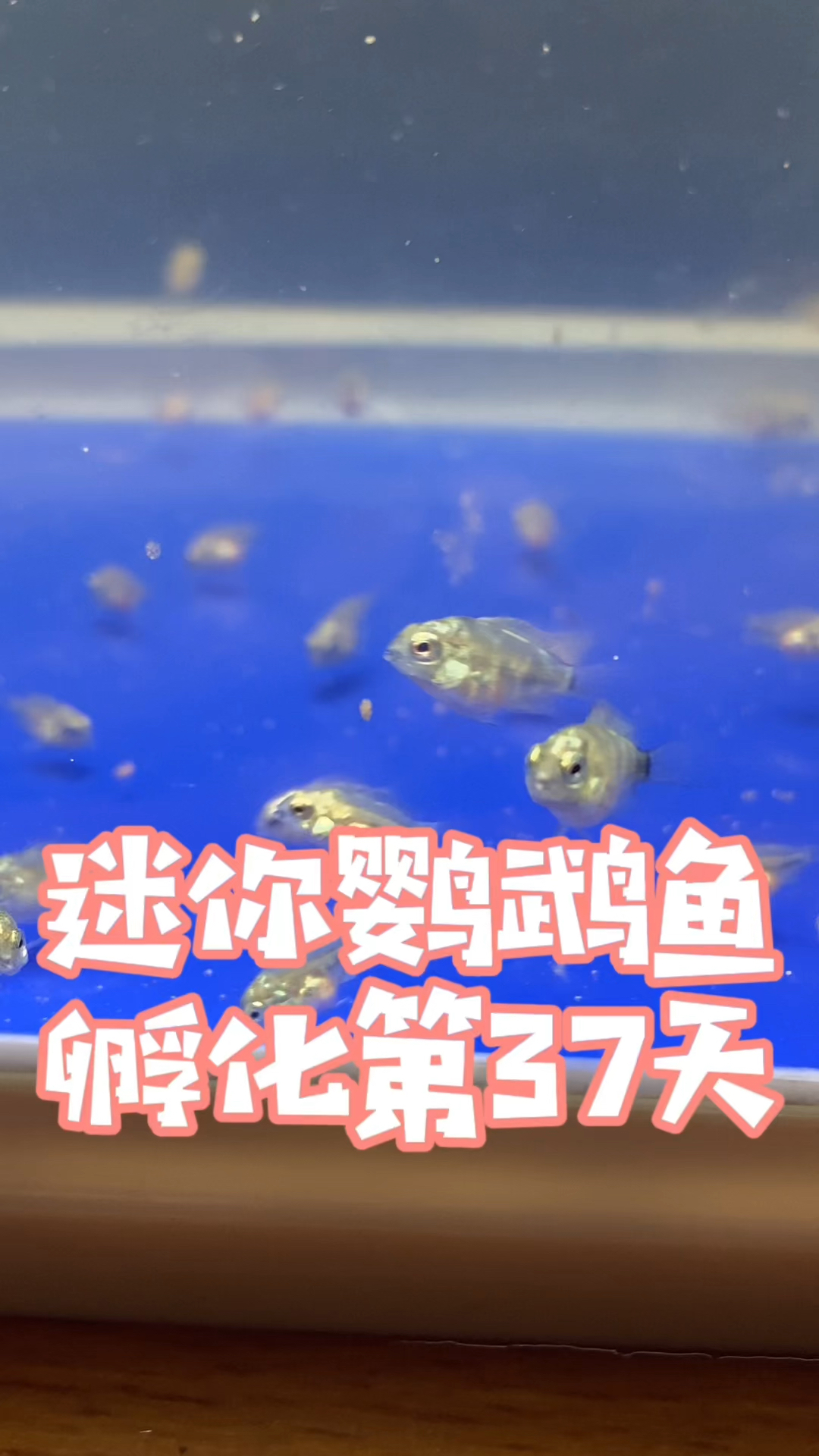 迷你鹦鹉鱼孵化第37天 #水族 #养鱼