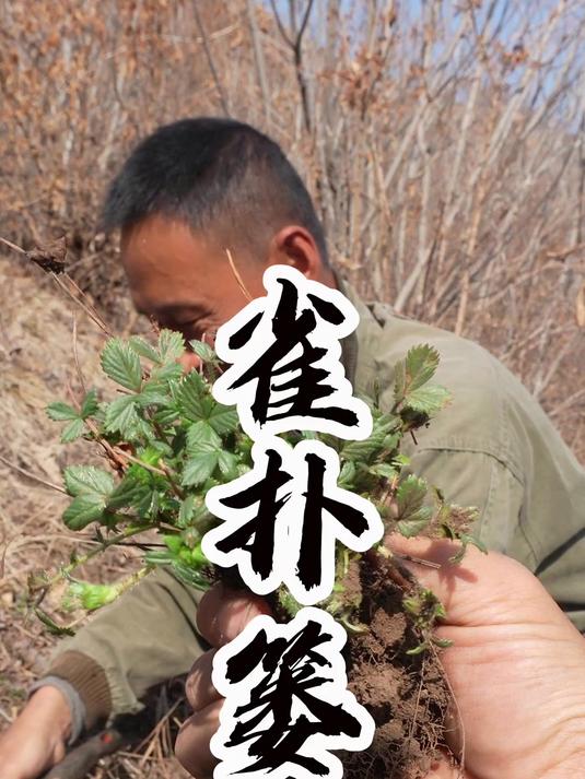 这芹菜这么多种“还得野生的”好吃