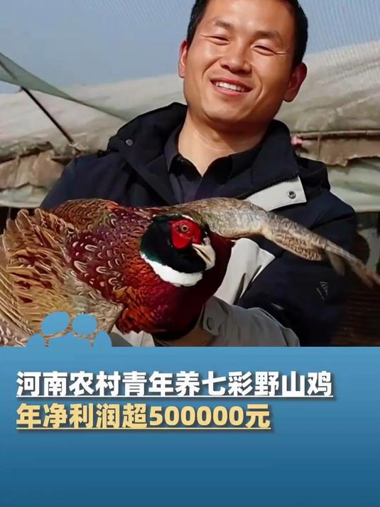 河南90后农村青年养七彩野山鸡,年净利润超500000元