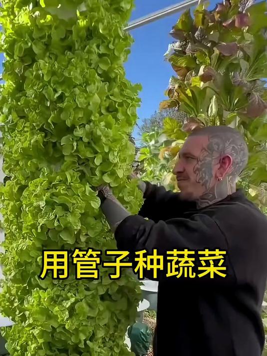 用管子种蔬菜