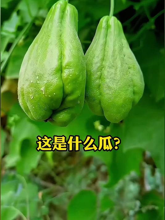 这些瓜类蔬菜家人们都吃过吗?