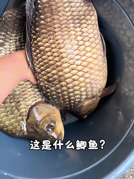 科普盘点16种不同品种的鲫鱼，来看看有没有你不认识的？