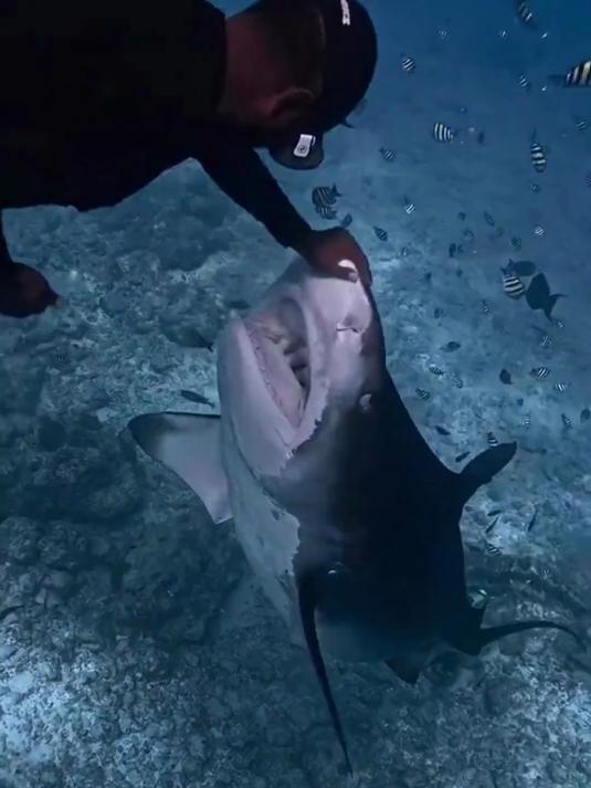 海底被鱼偷袭了怎么办？#奇妙的海洋生物#