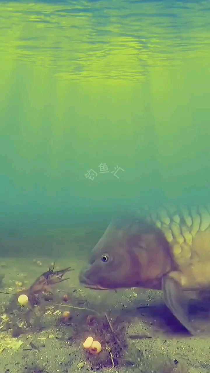 常钓的9种鱼产卵期
