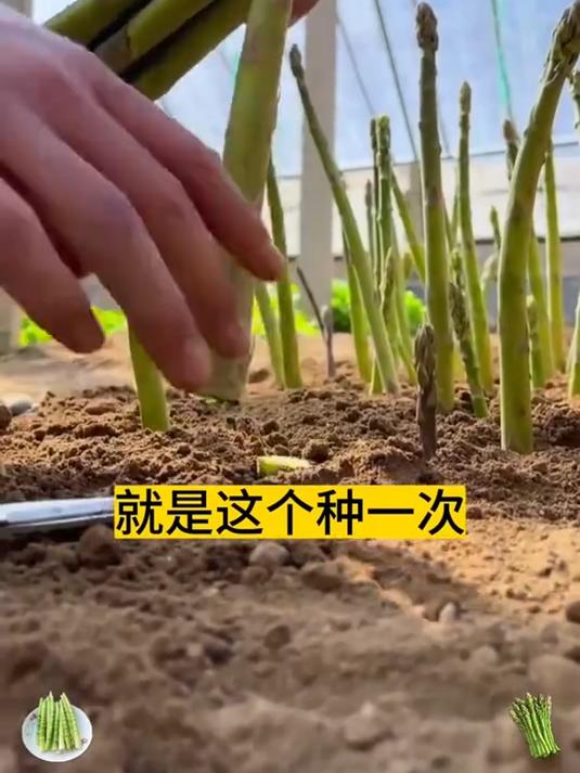 眼前这个长得像竹笋一样的小东西,竟是蔬菜之王、防ai神器