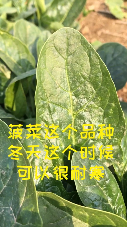 小朱带您了解适合低温的时候种植的菠菜
