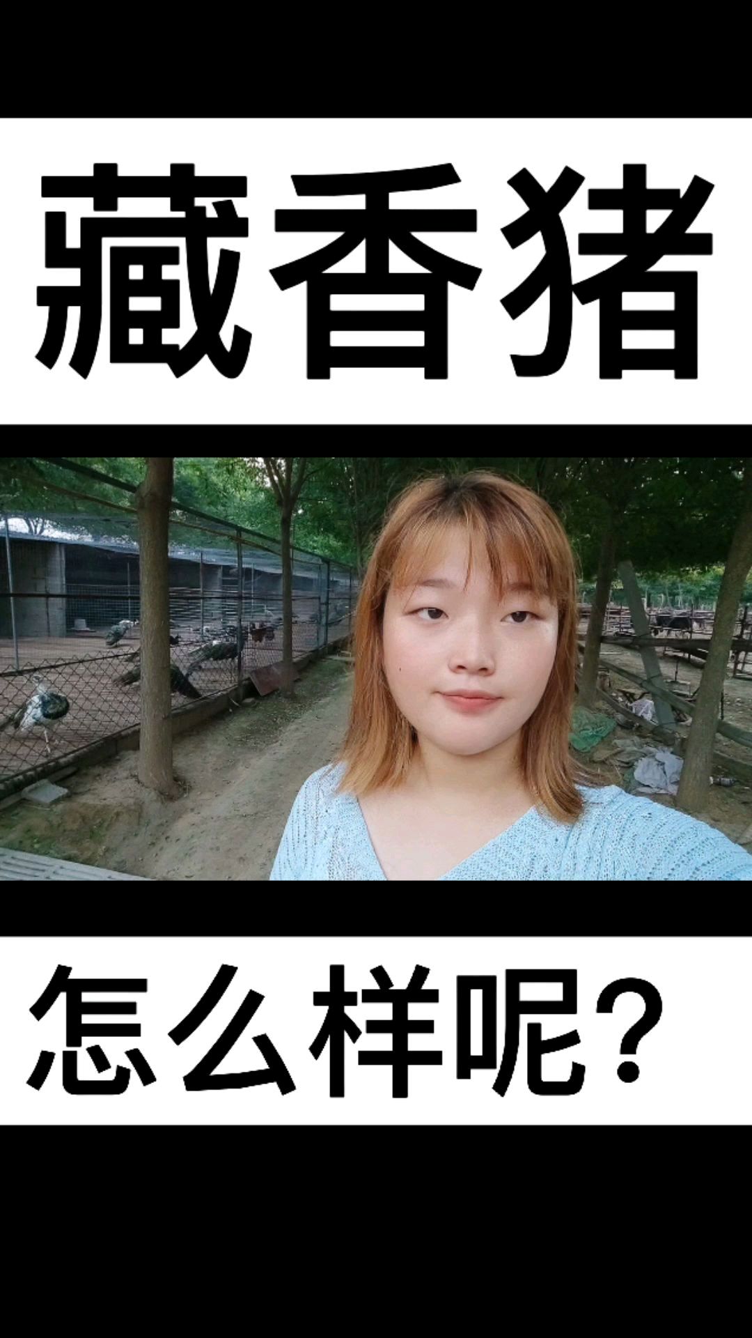 藏香猪怎么样呢?