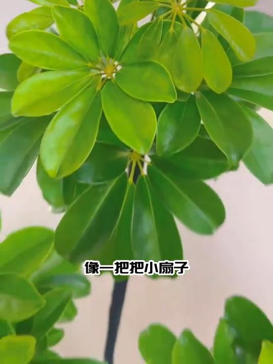 办公桌面绿植优选,鸭脚木盆栽四季青,吸甲醛招财又养眼!